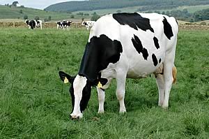 Cum alegem vacile de lapte pentru ferma noastra?