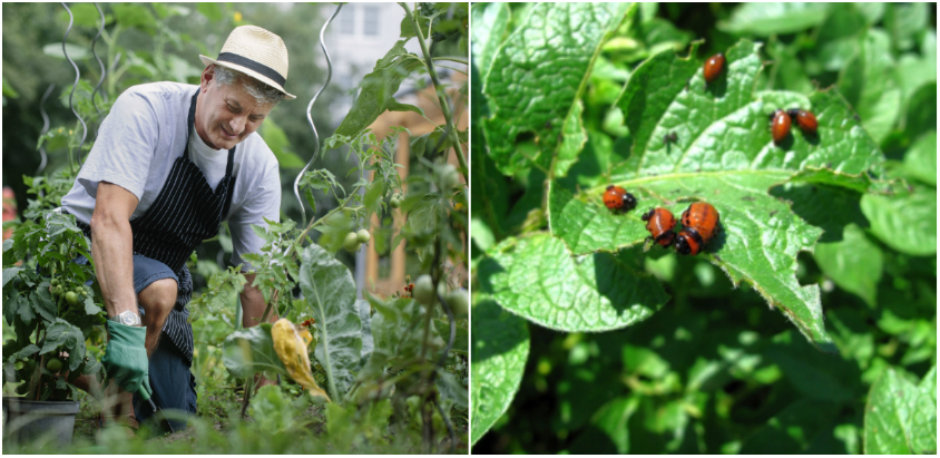 Ce sunt insecticidele?