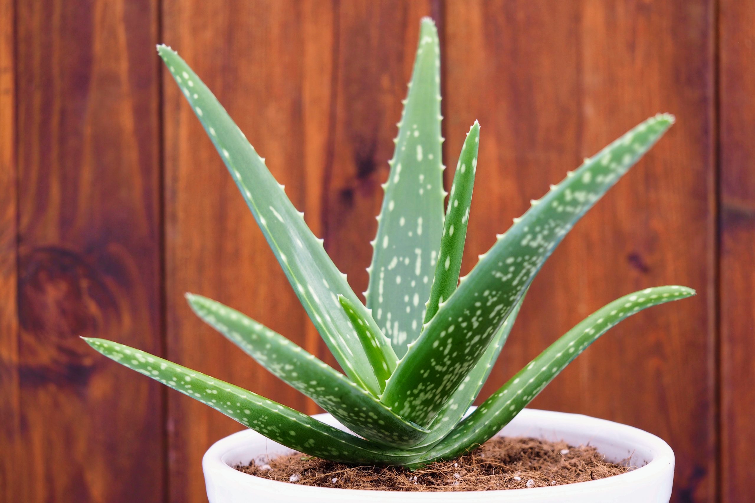 Ce este aloe vera?