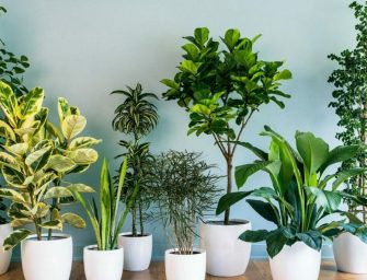 Plantele de interior sunt bune pentru interior?