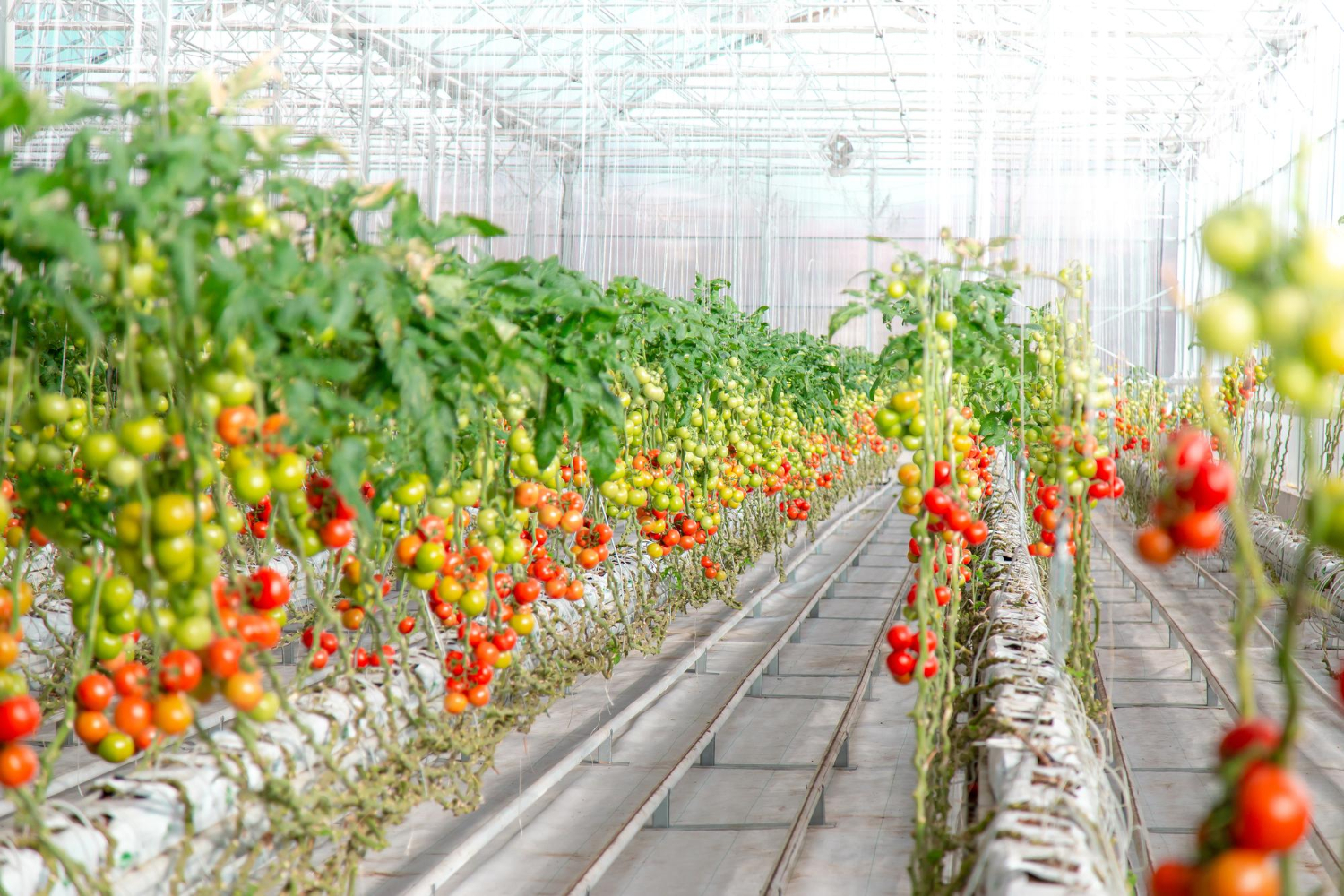 Cele mai usoare legume de cultivat acasa si beneficiile lor