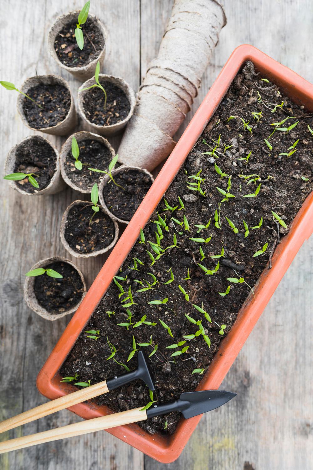 Cum poți alege cele mai bune semințe de legume?